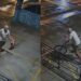 Homem amarra cadela em grade e abandona animal em academia de crossfit no Recife; VÍDEO
